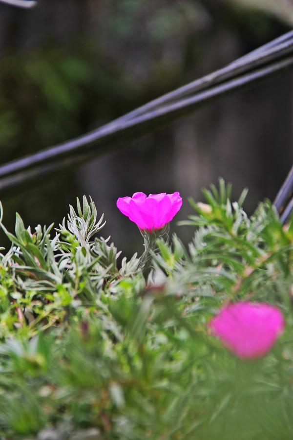 Sapa Aroma Hotel מראה חיצוני תמונה